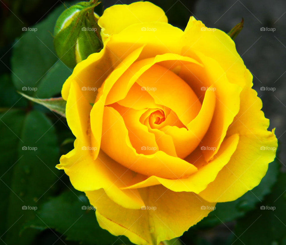 Yellow Rose