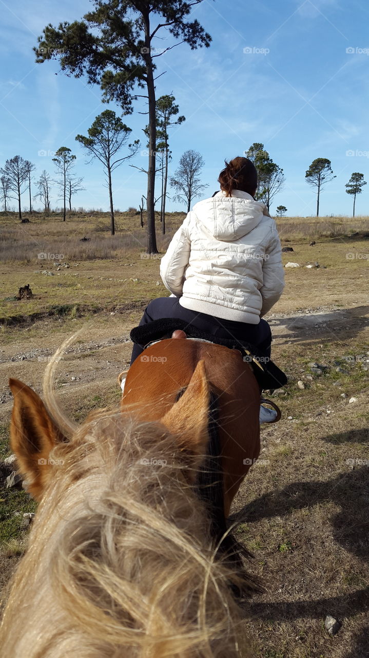 driving horse. woman driving a brown horse