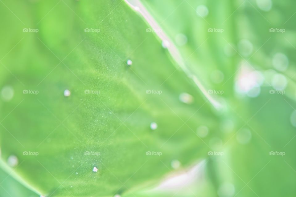 Dew, Drop, Rain, Droplet, Wet