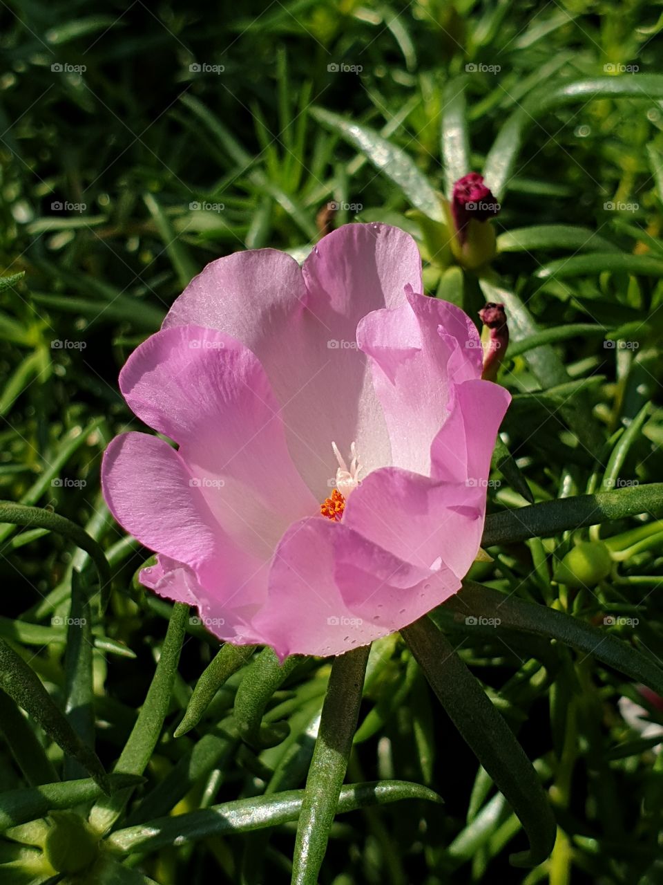 beautiful portulaca grandiflora