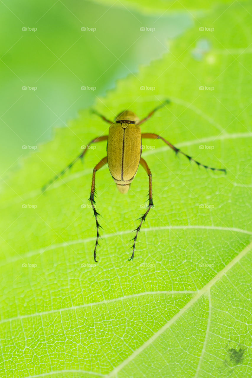 Yellow Beetle on a Green Leaf Macro Close Up