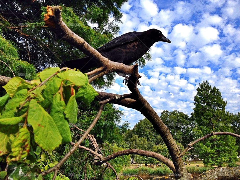 Crow on tree