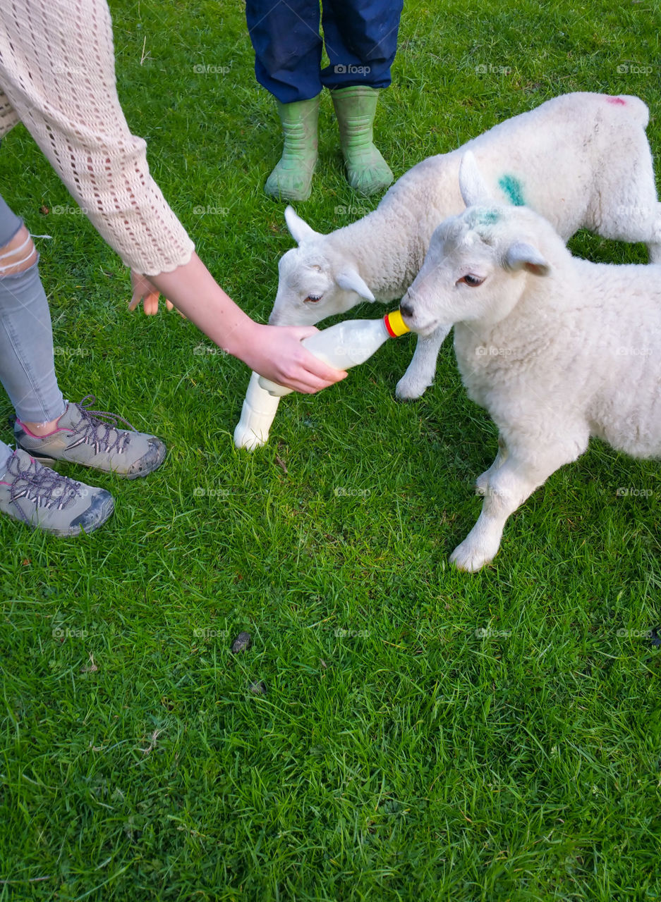 Feeding two little lambs with bottled milk