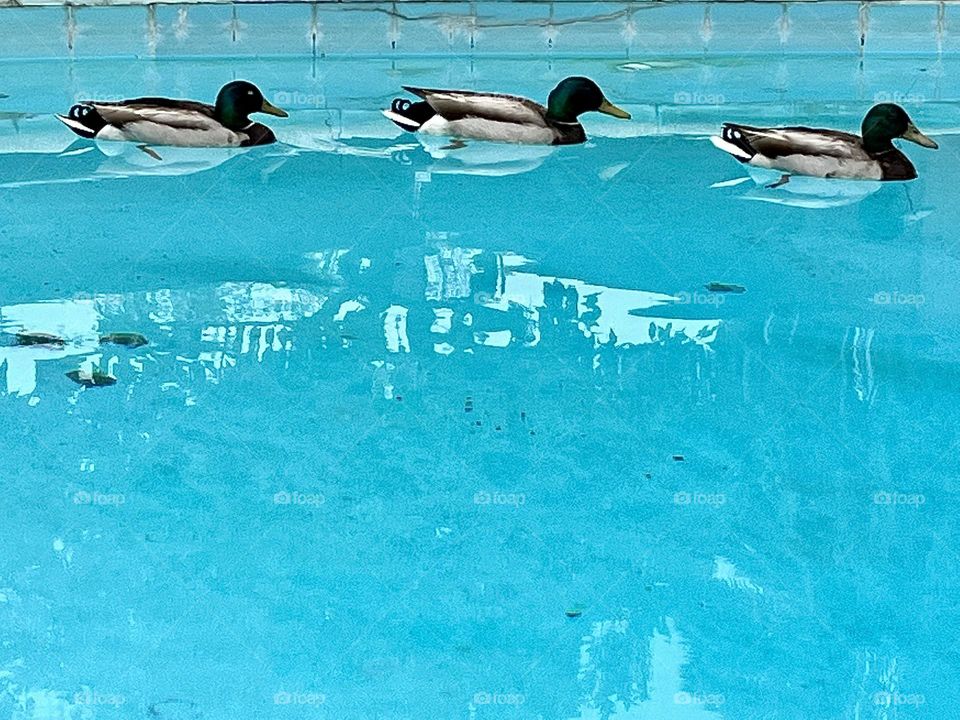 Mallard ducks