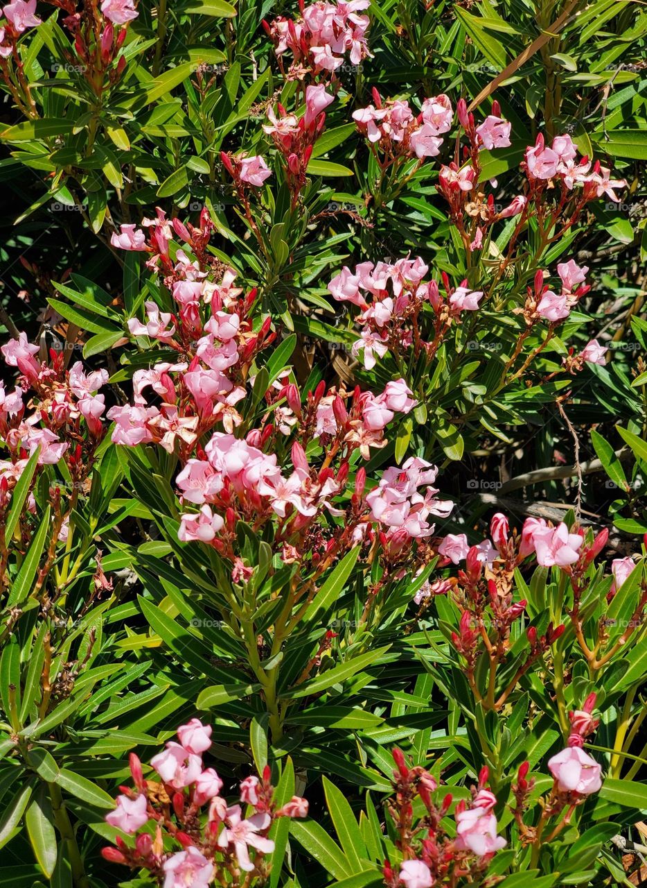 Oleander Flowers in Spring Bloom