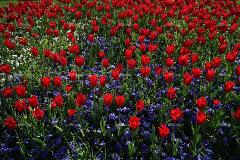 Red tulips