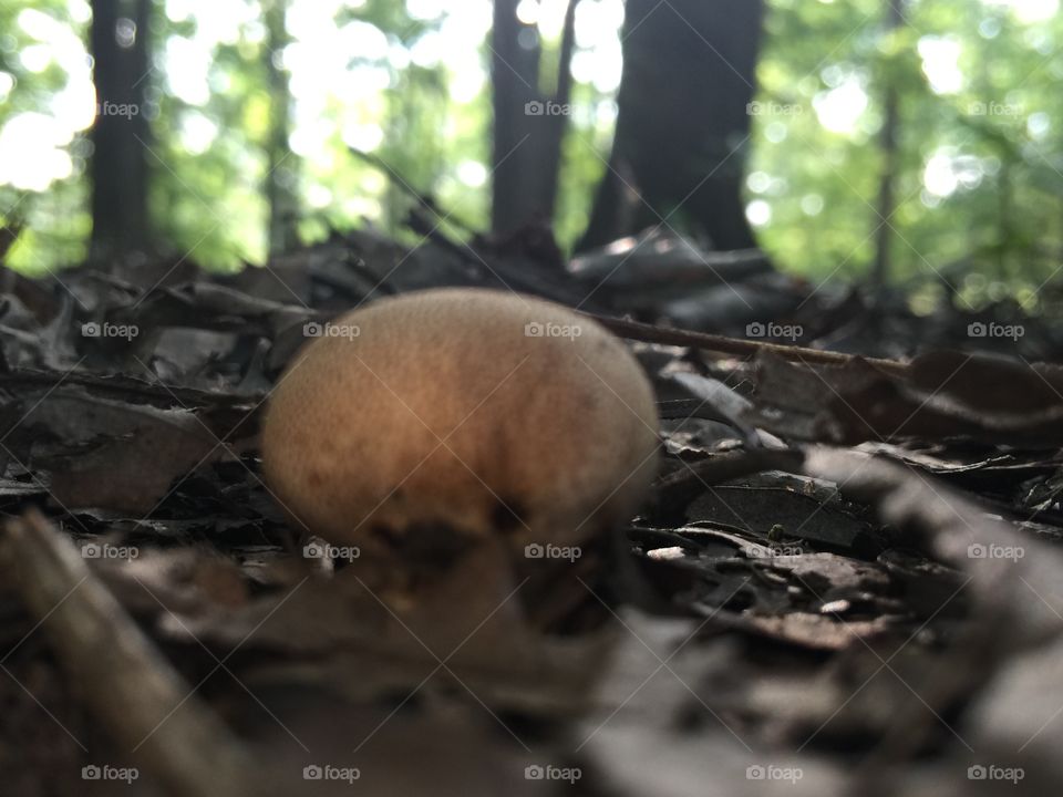 Last of the mushrooms