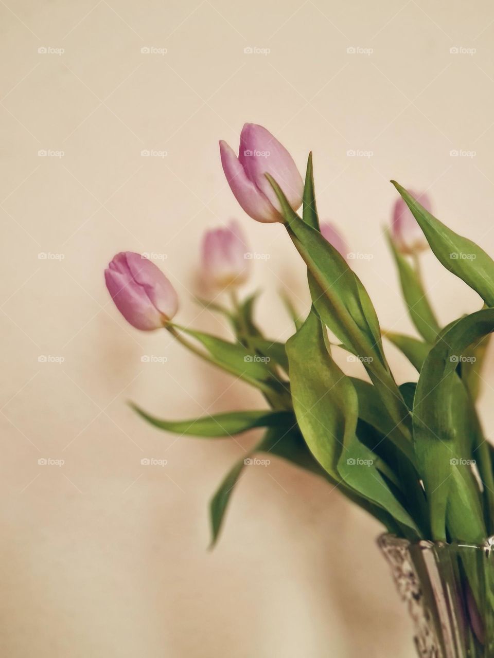 Tulips