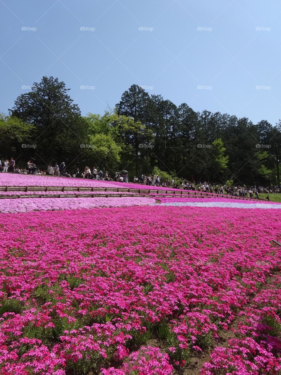 Pink Blossom Paradise: Captivating Shibazakura in Full Bloom at Chichibu Hitsujiyama Park