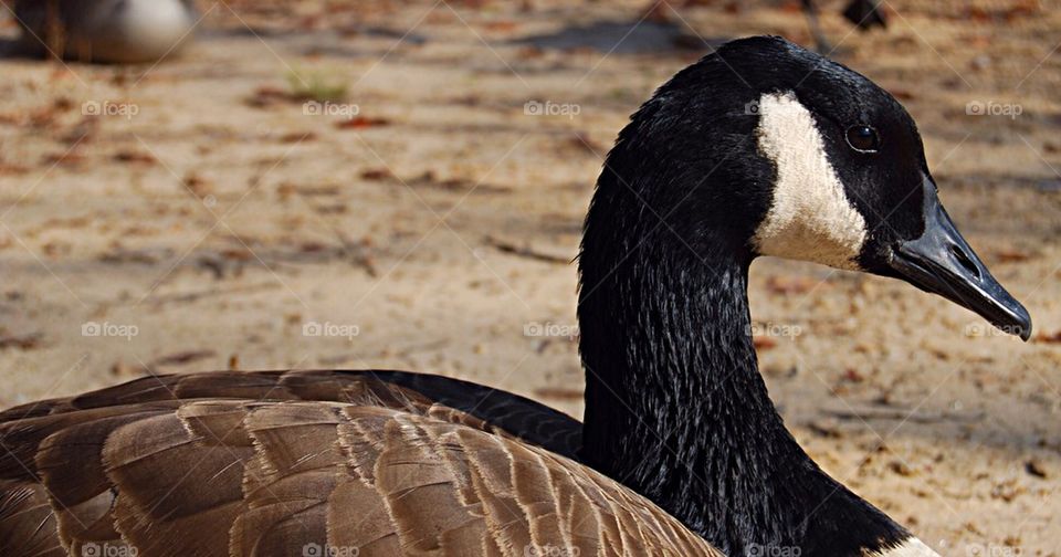 Canadian Goose close up