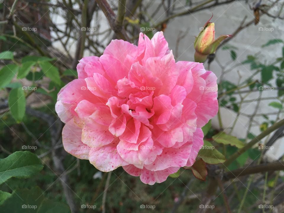 🌹 🇺🇸 Very beautiful flowers to brighten our day.  Live nature and its beauty. Did you like the delicate petals? / 🇧🇷 Flores muito bonitas para alegrar nosso dia. Viva a natureza e sua beleza. Gostaram das pétalas delicadas? 