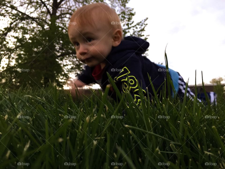 Grass crawling. Little boy crawling in grass with tree in background 