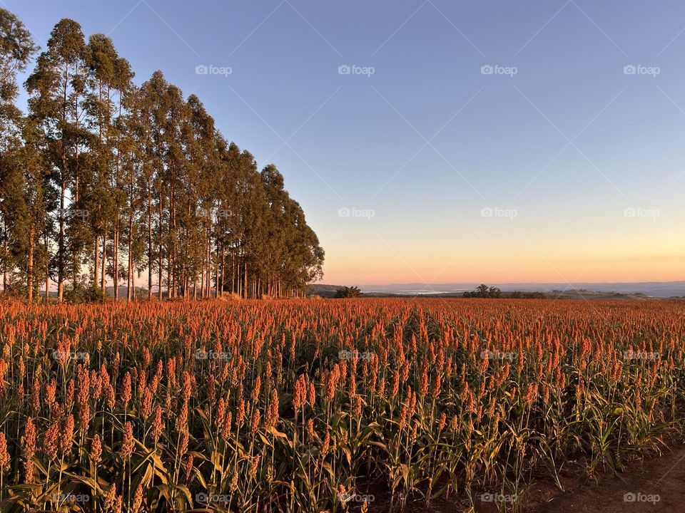 Between the golden fields and the scent of flowers, spring writes its poetry