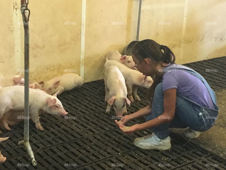 Feeding the piglets 