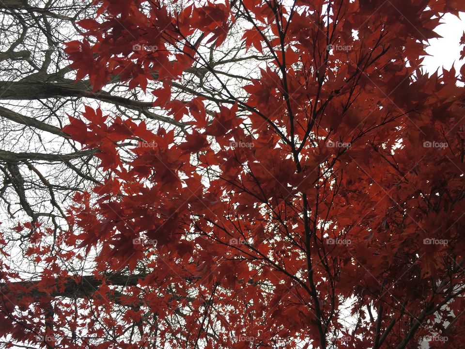Pretty maple tree in a courtyard. 