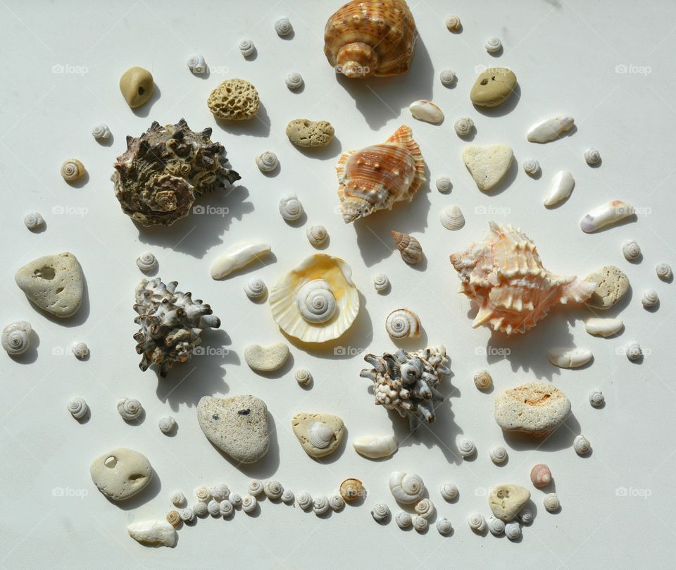 Seashells with white background