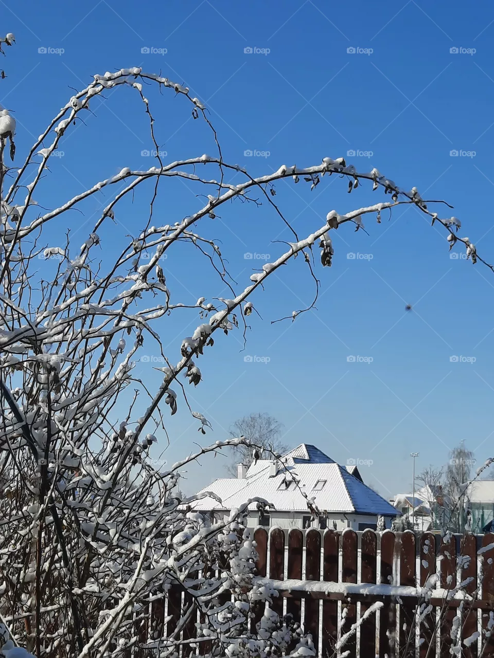 winter garden after snowfall  - sunlit snow covered shoots of climbing rose against blue sky