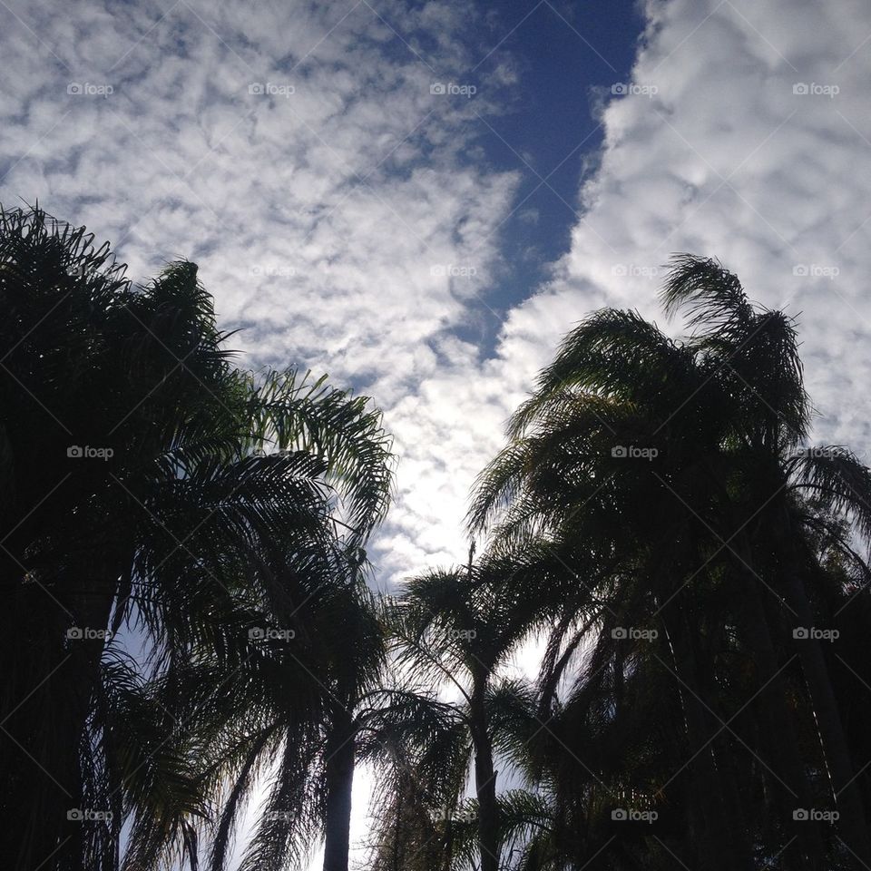 Sky view through palms 