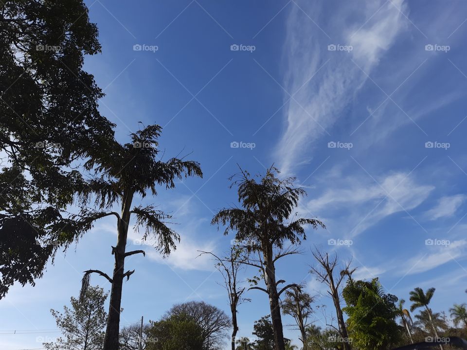 nature tree and blue sky