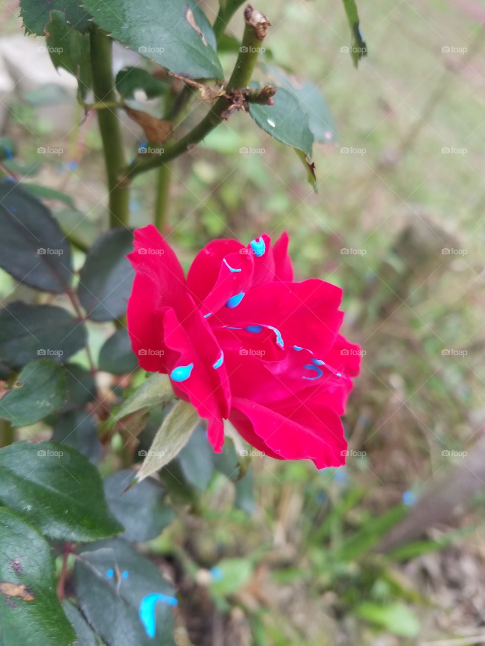 Blue Paint on Rose