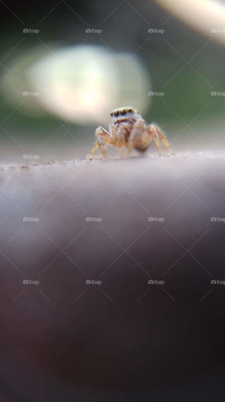 An itsy bitsy spider shot with macro lense. 