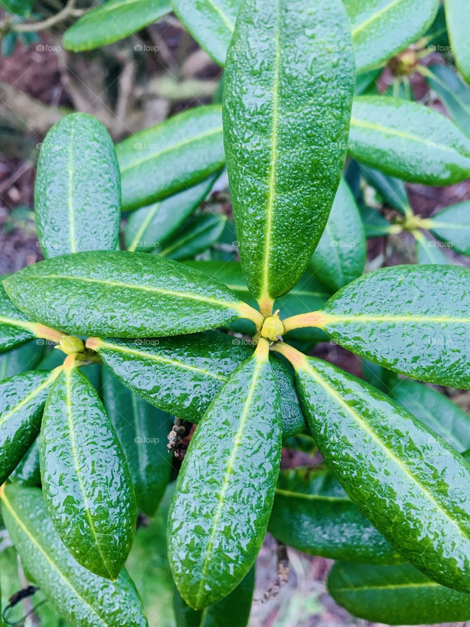 Beautiful leaves that are waxy and green