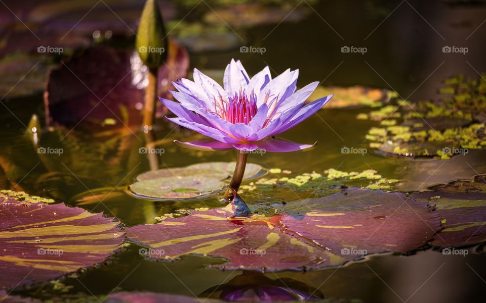 Blossom of water lily in pond