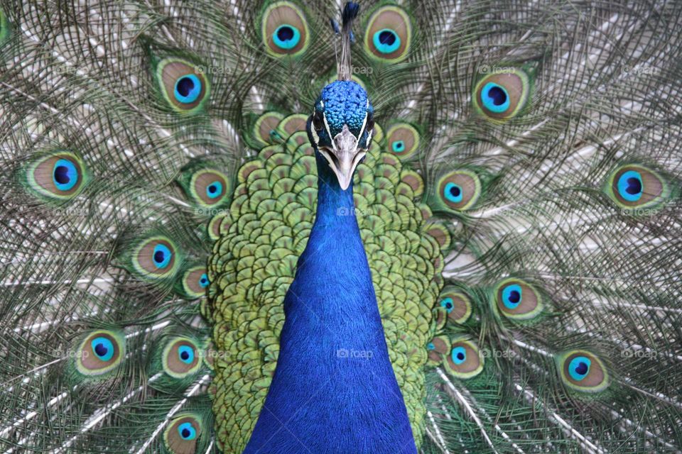 Peacock