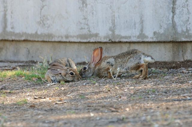 Jackrabbits place their noses together in a tender scene taking place in a city park in the Arizona desert