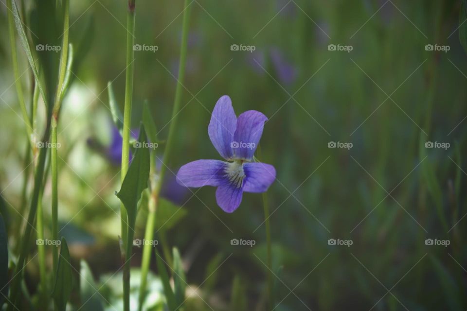Wild violet