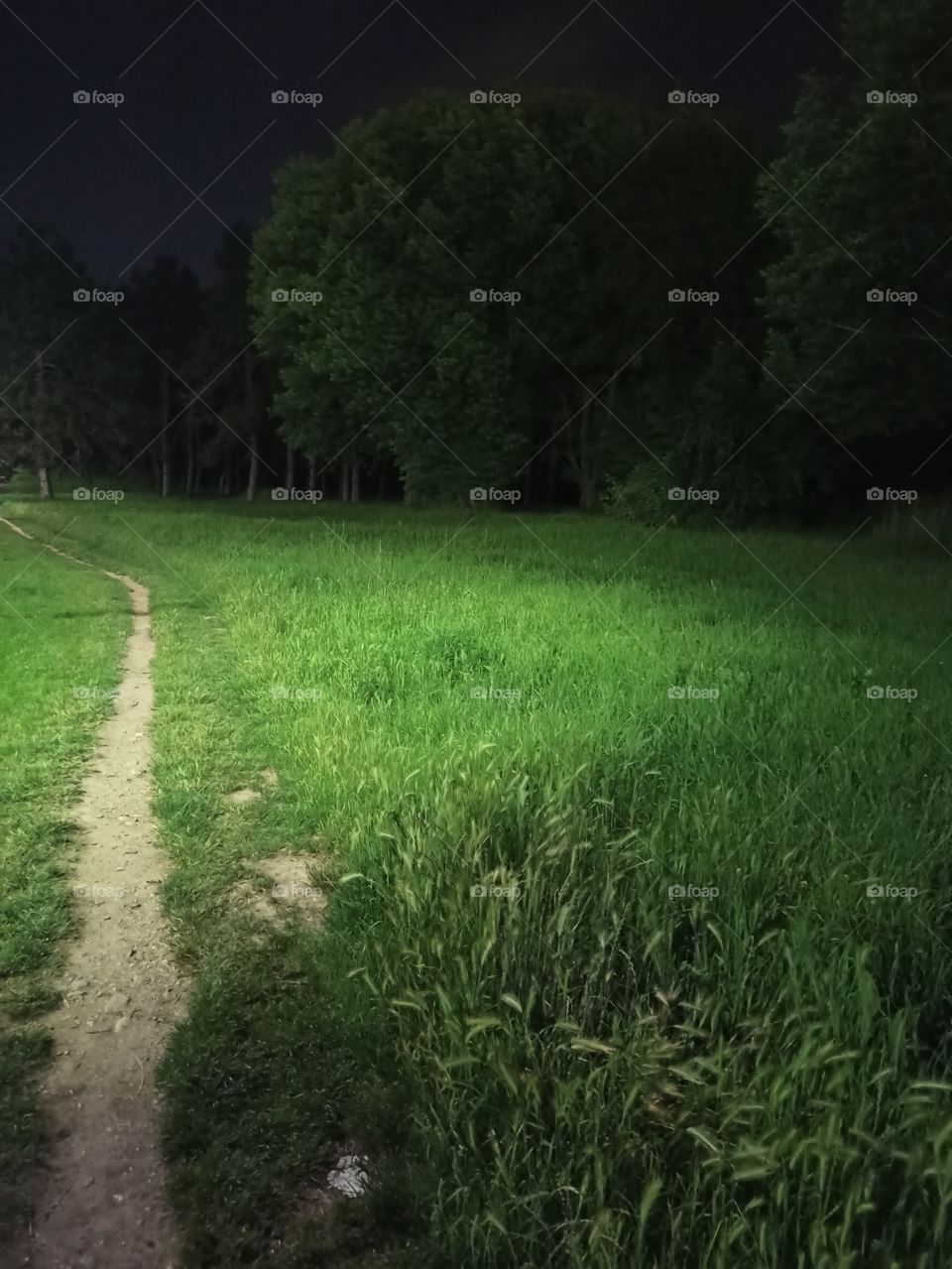 The Green Takes Over the Night