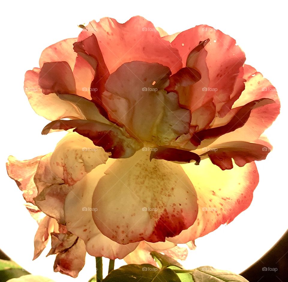 Red orange rose flower closeup on white background, backlight effect 