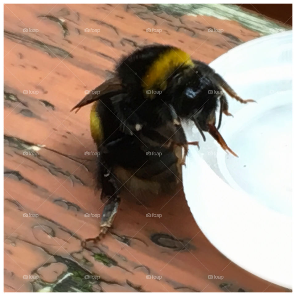 Bumble bee drinking water