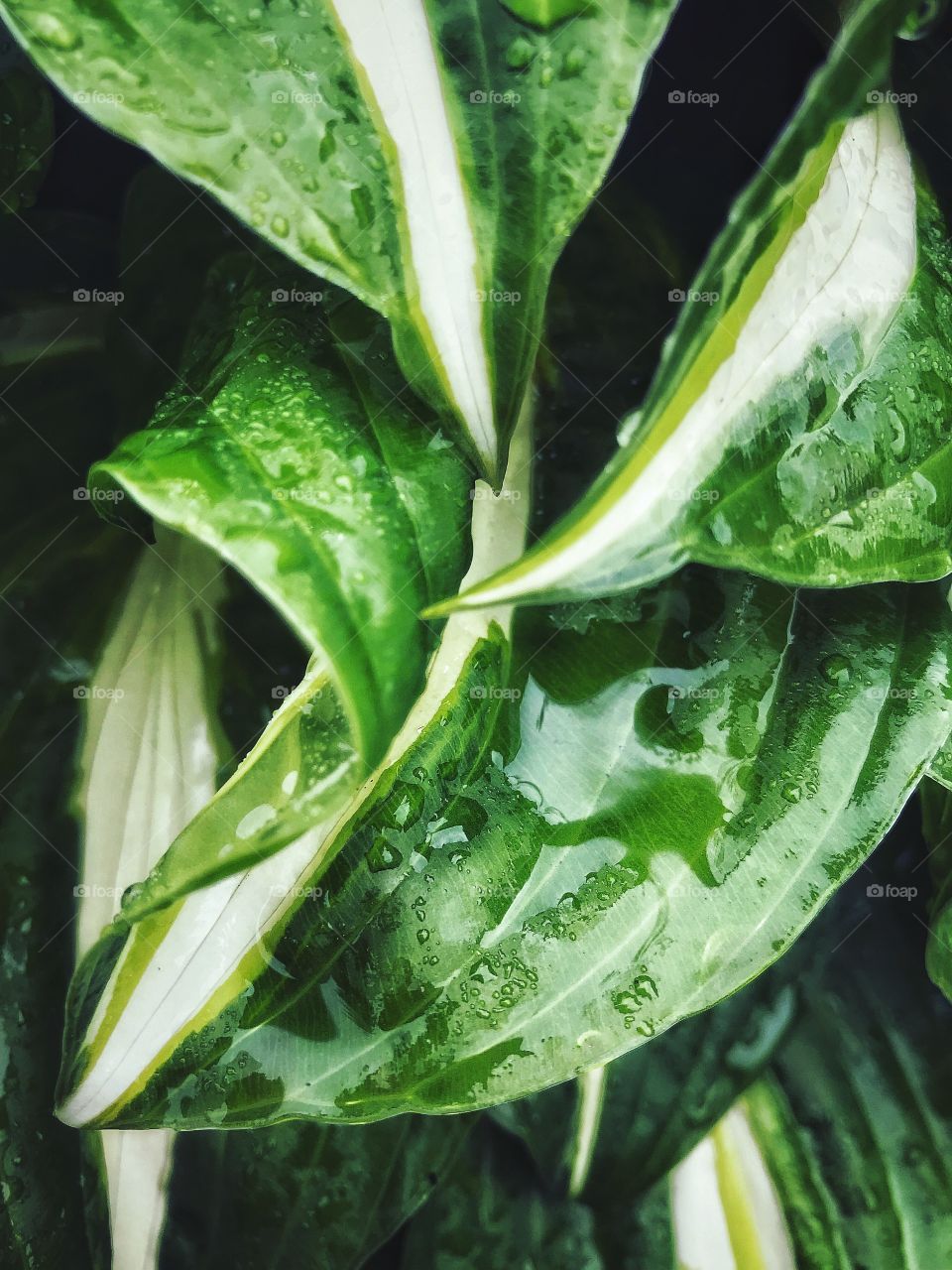 Collected rain on leaves... 