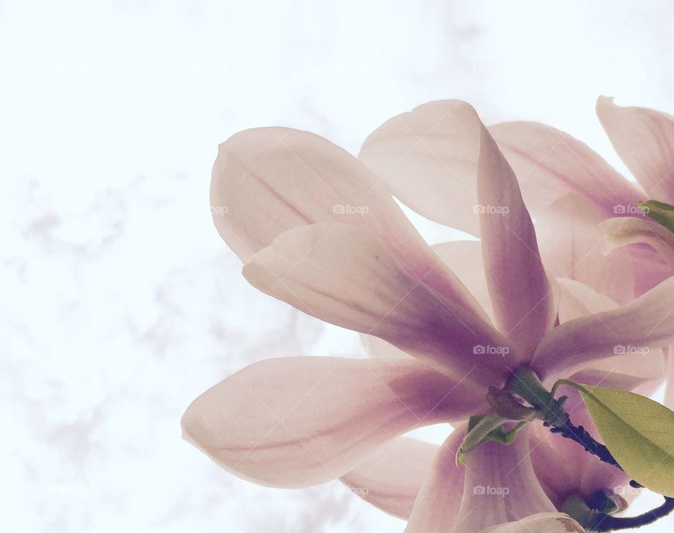 Spring!. Flower and sky