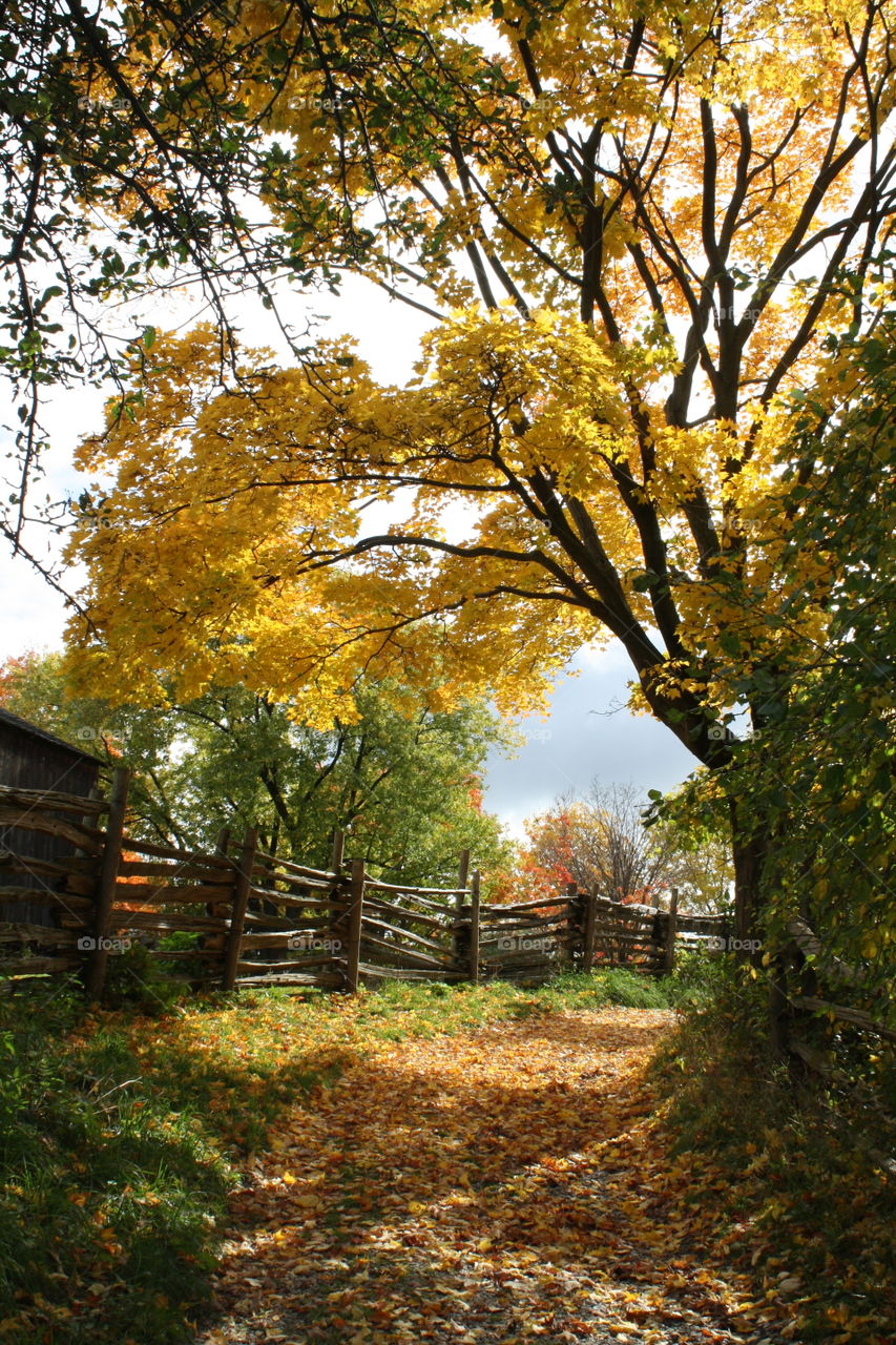 Beautiful autumn in a countryside