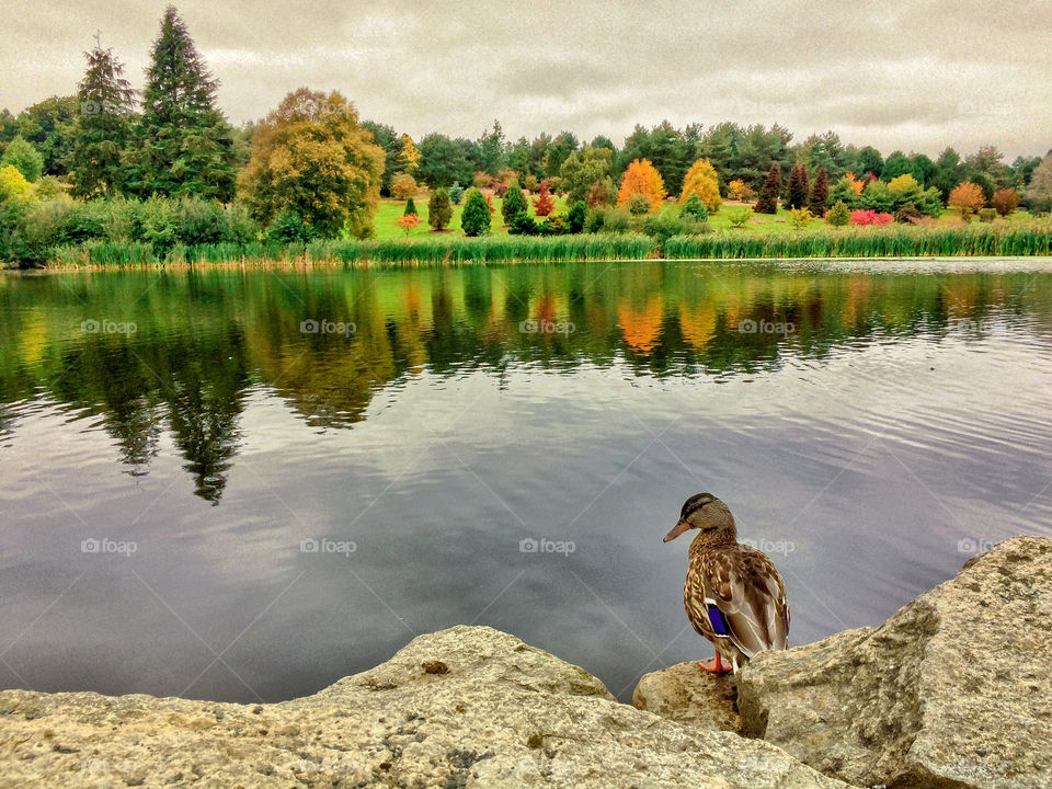 A duck sits on some rocks in front of a view across Marshall lake to an autumnal tree line at Bedgebury Pinetum, UK 