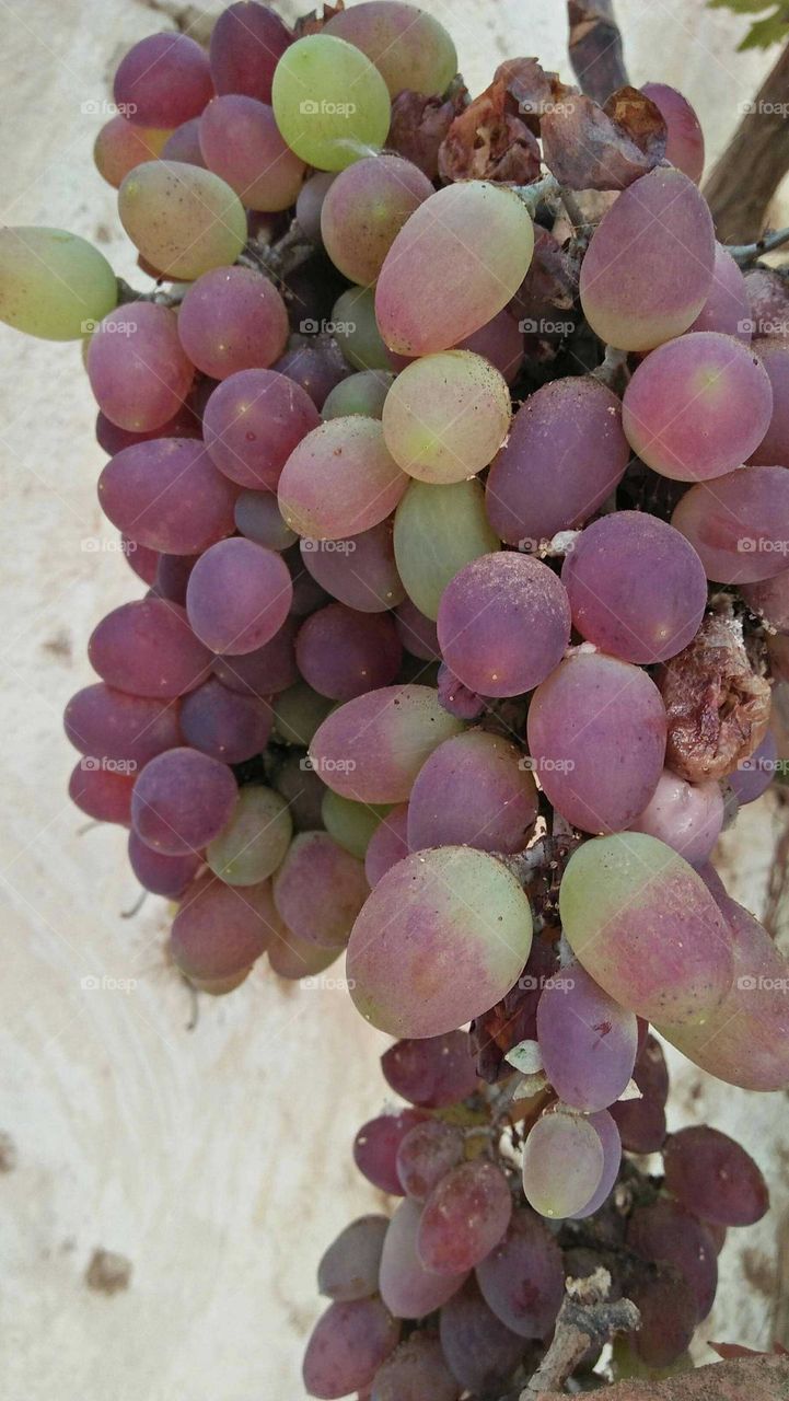 Bunches of grapes.