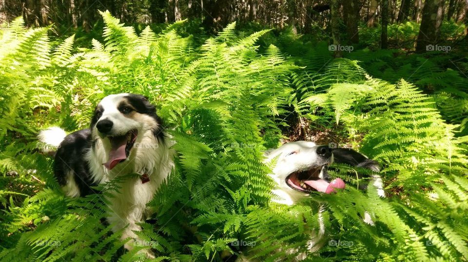 dogs in ferns