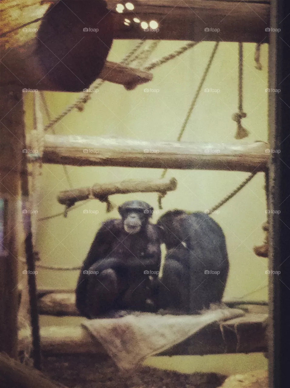 Monkeys