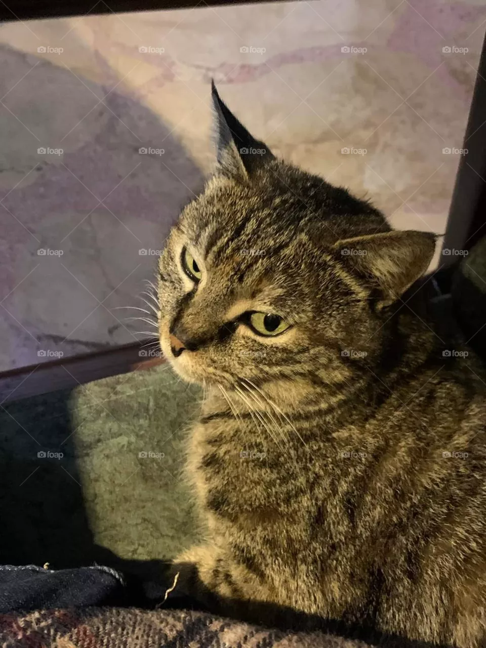 Home cat