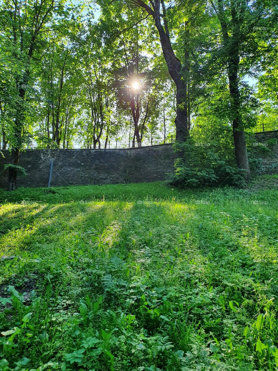 Green summer background in a sunshine.