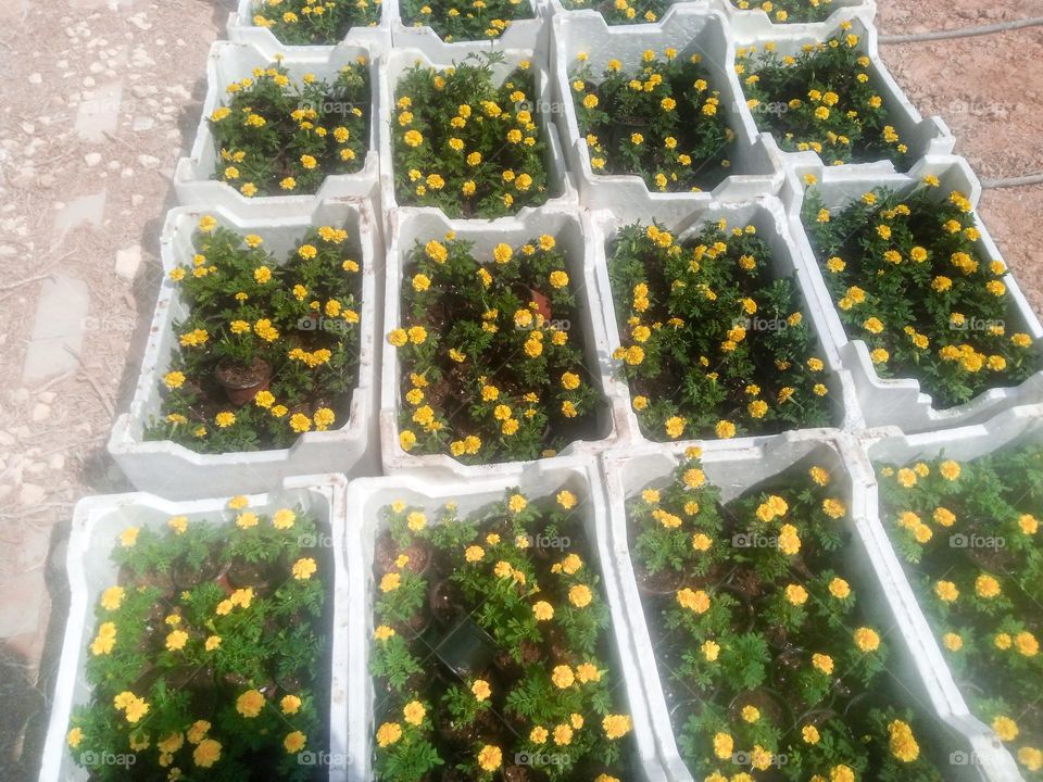 Yellow Marigold Plants in Styrofoam Trays