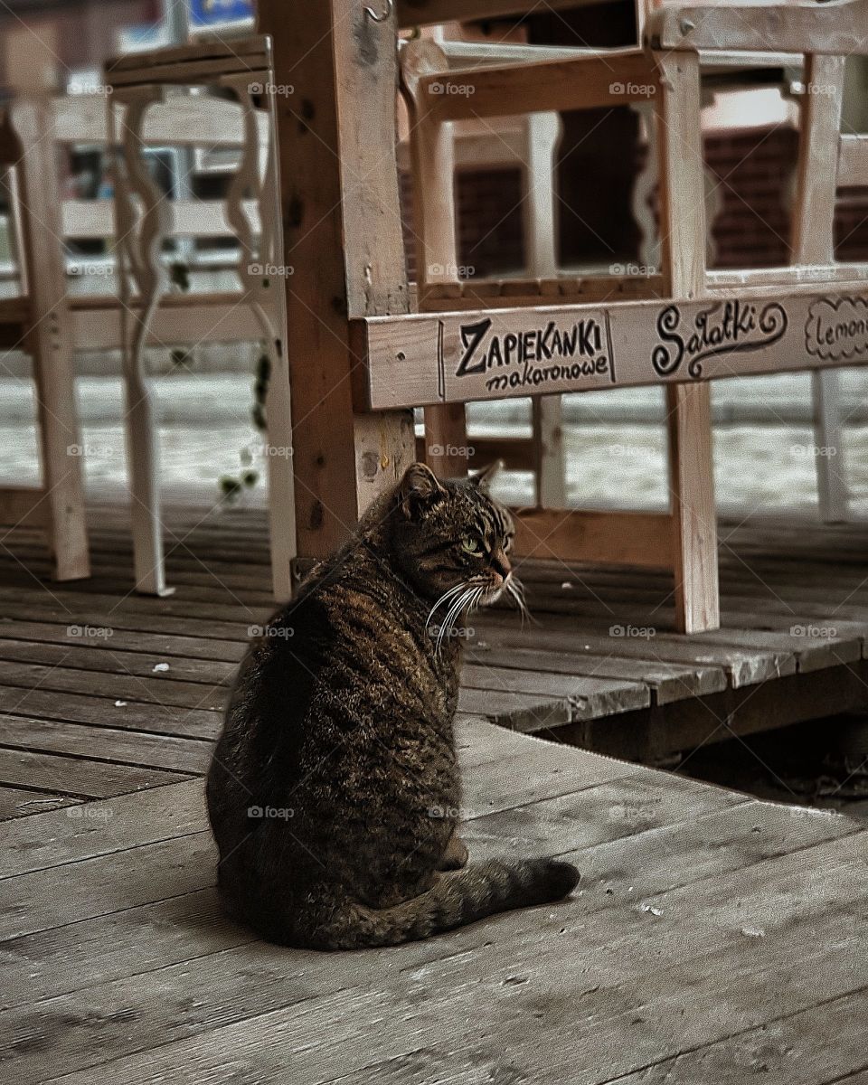 Cats Don't Take Up Much Space