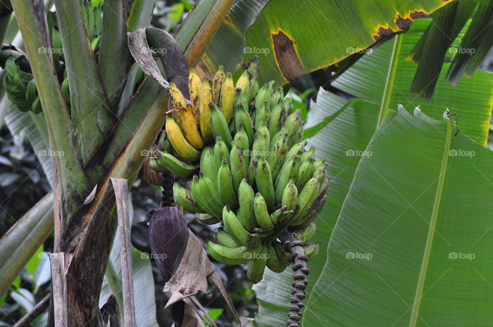 Banana cane