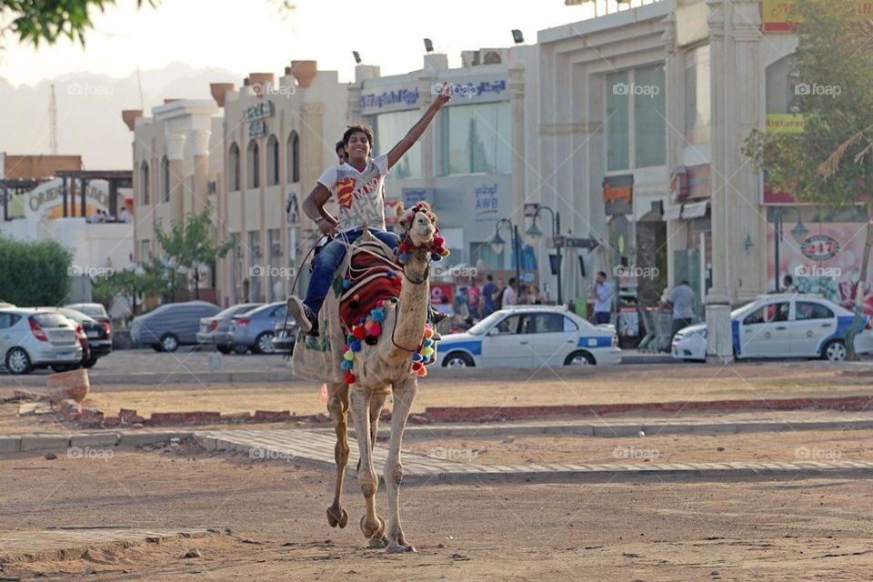 A camel being rode in Sharm El Sheikh.