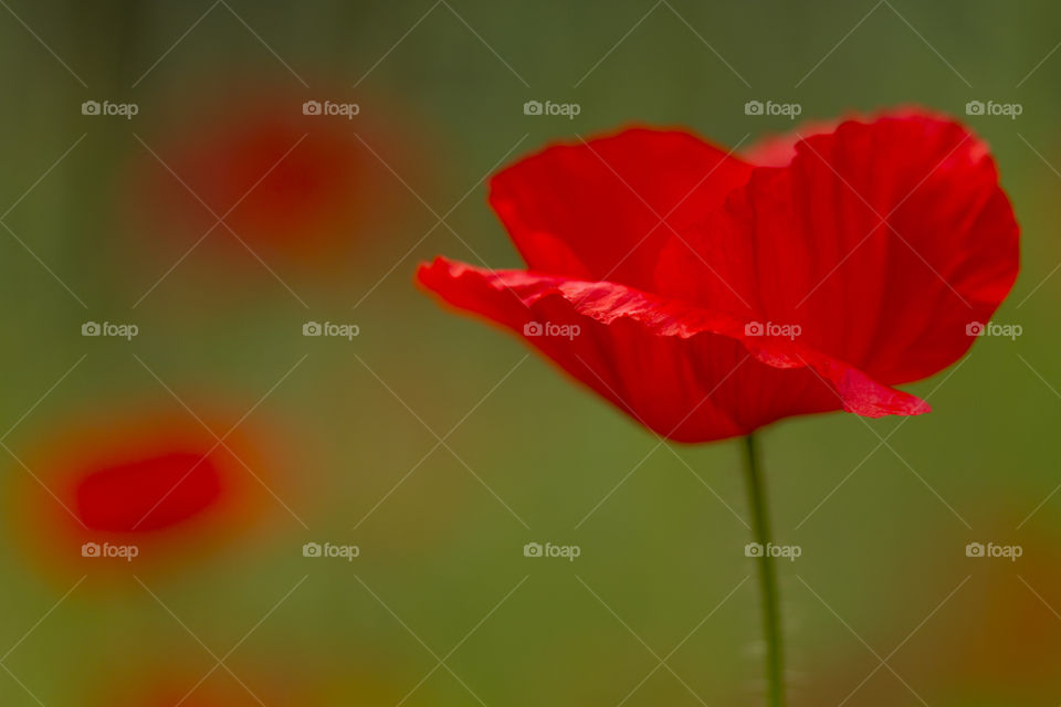 Red poppy flower