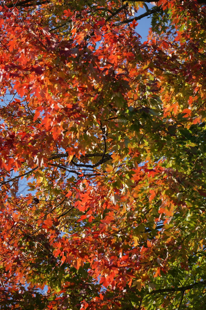Red and yellow fall leaves. 
