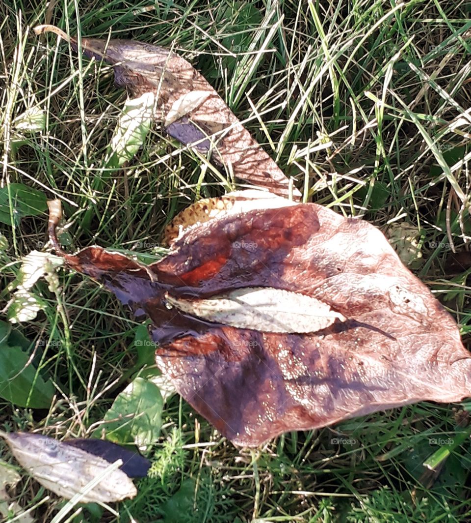 brown fallen autumn leaves on the grass