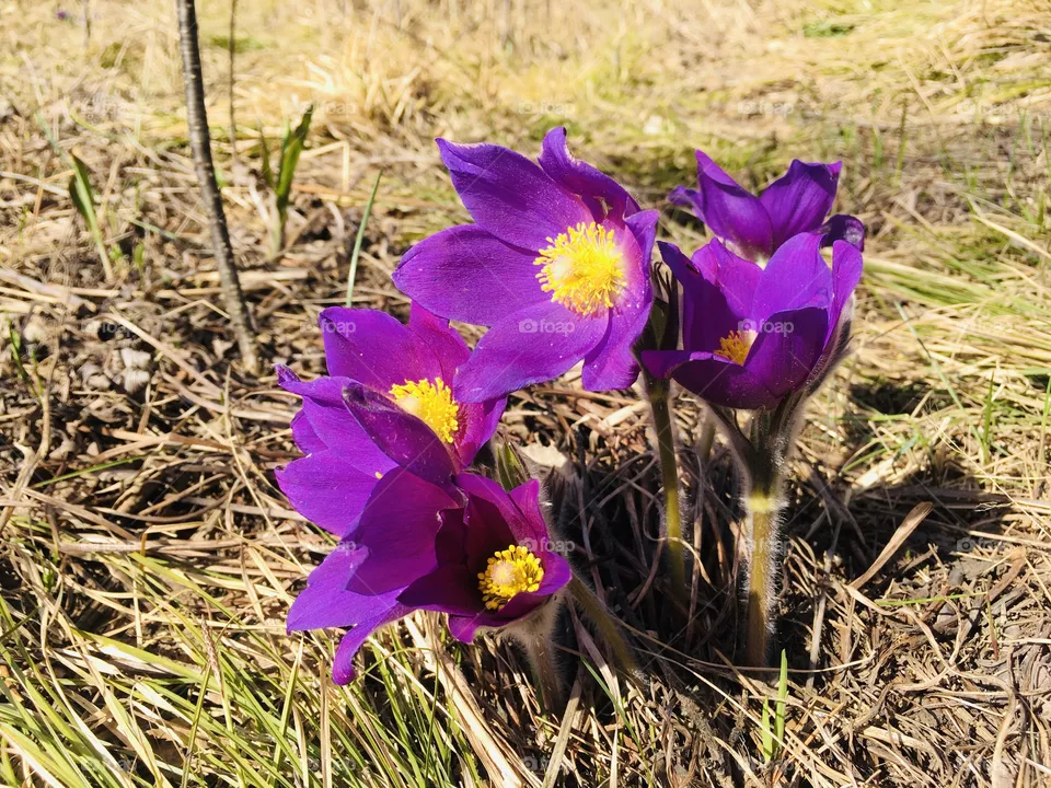 Flowers